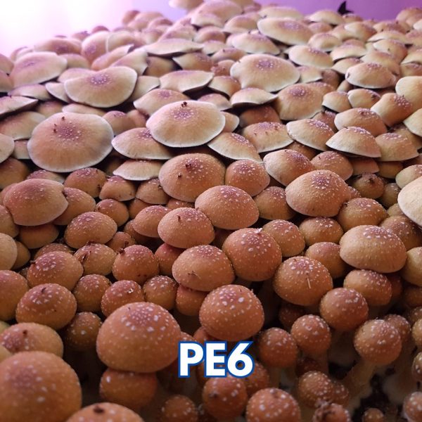 PE6 mushrooms grown from spores