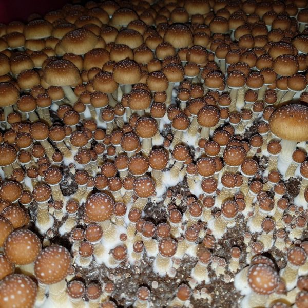 PE6 mushrooms growing in a monotub from spore