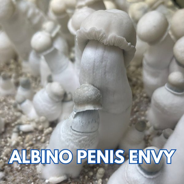 Albino Penis Envy (Ape) Mushrooms grown from spores