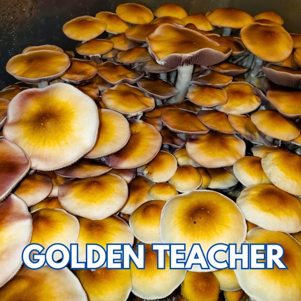 Golden Teacher mushrooms grown from spores