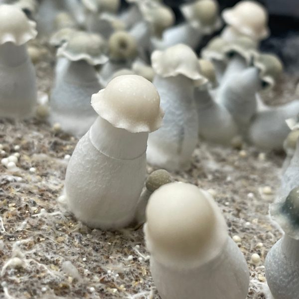 Albino Penis Envy Mushrooms growing in a tub