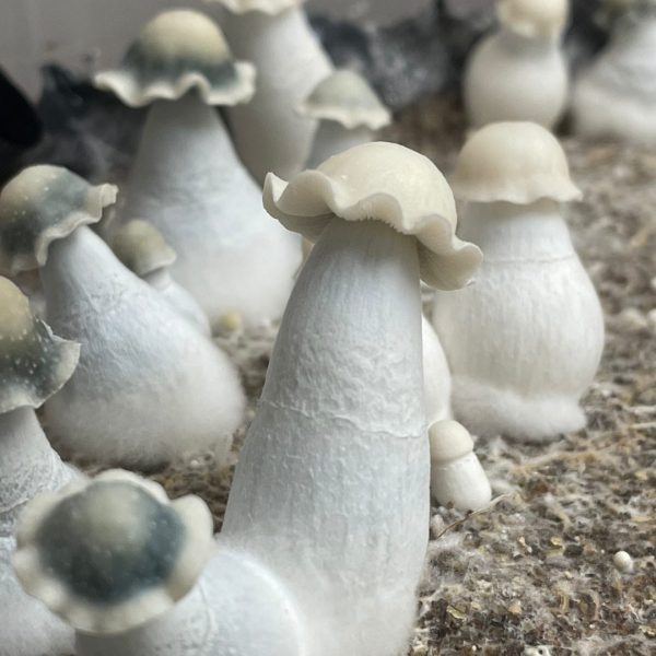 Albino Penis Envy Mushrooms grown from spores in grain