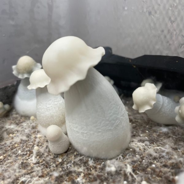 Albino Penis Envy Mushroom in a substrate