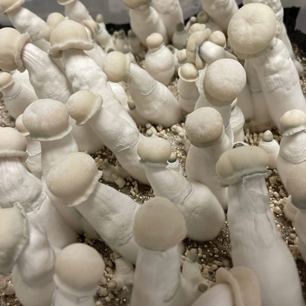 Albino Penis Envy mushrooms growing in clusters