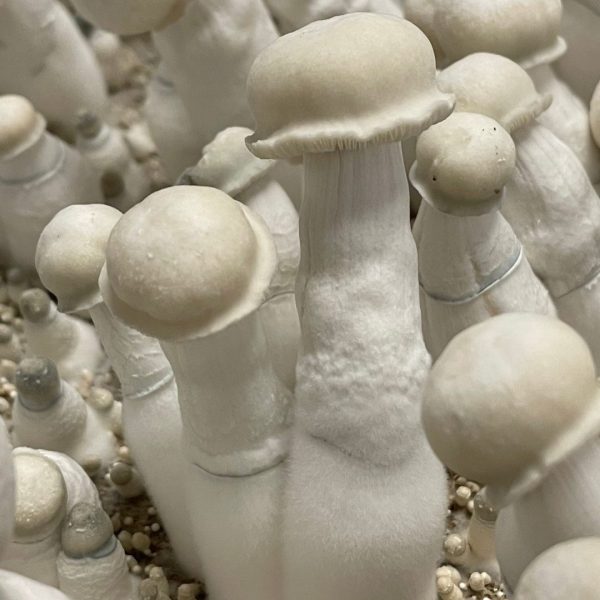 Mature albino penis envy mushrooms