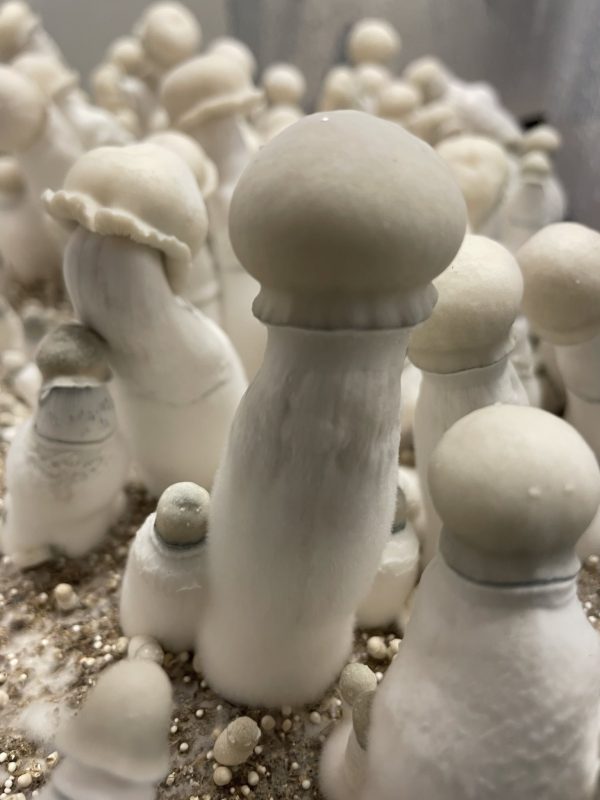 Albino Penis Envy Mushrooms cultivated from spores
