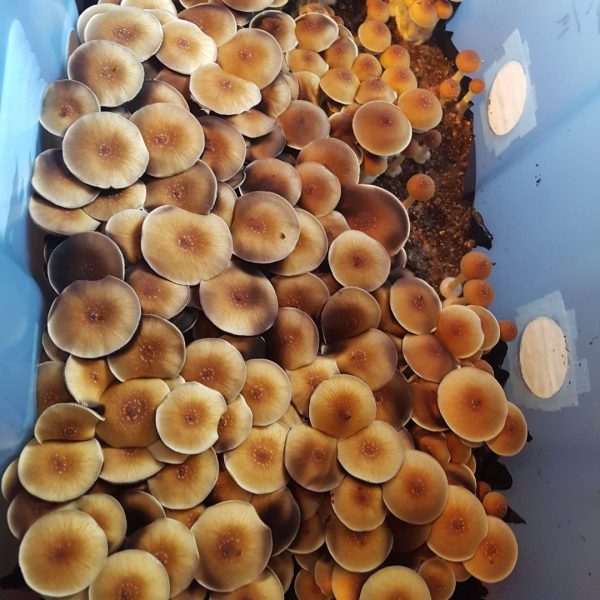 B+ mushrooms growing in a cluster