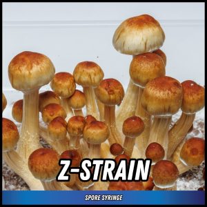 Z-strain Mushrooms Grown From Spores