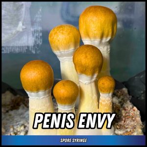 Penis Envy mushrooms grown from spores in a syringe