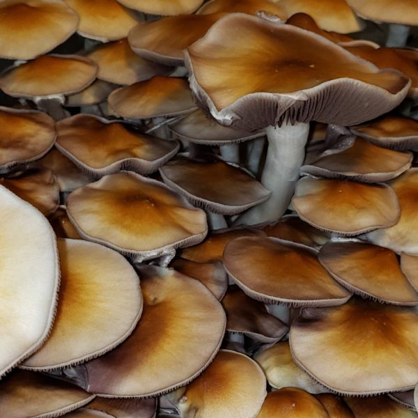 Golden Teacher mushrooms in a monotub growing