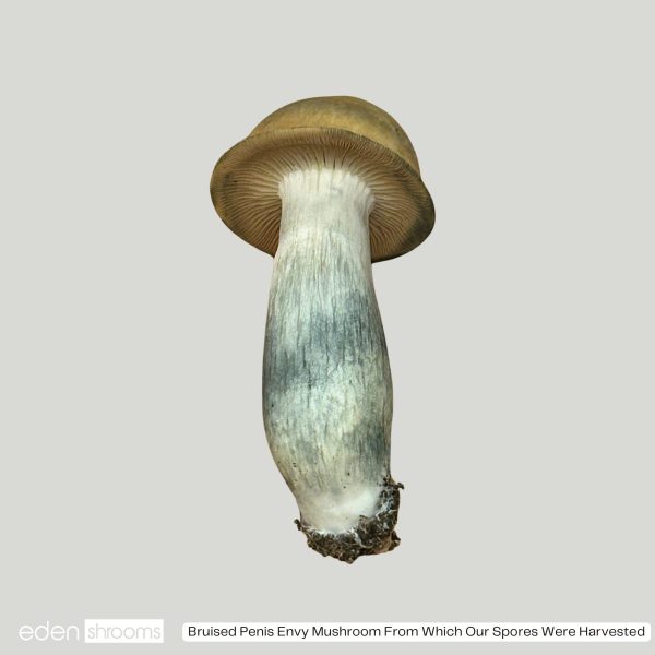 Penis Envy mushroom spores grown into a full mushroom. On a white background