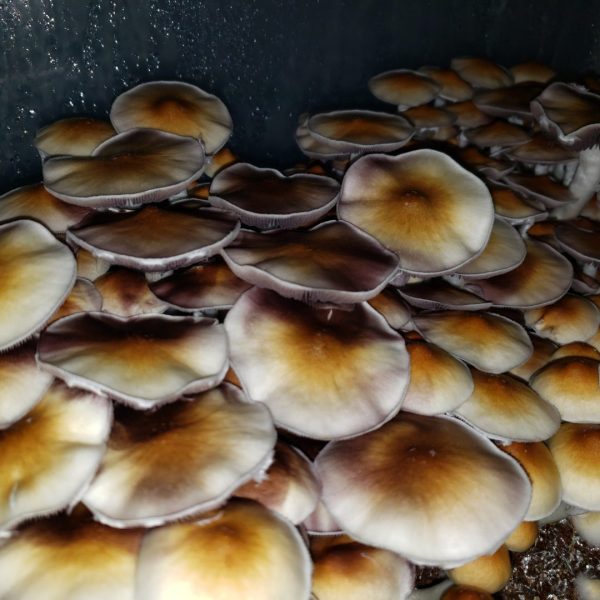 Golden teacher mushrooms in a tub, growing from spores with caps fully exposed