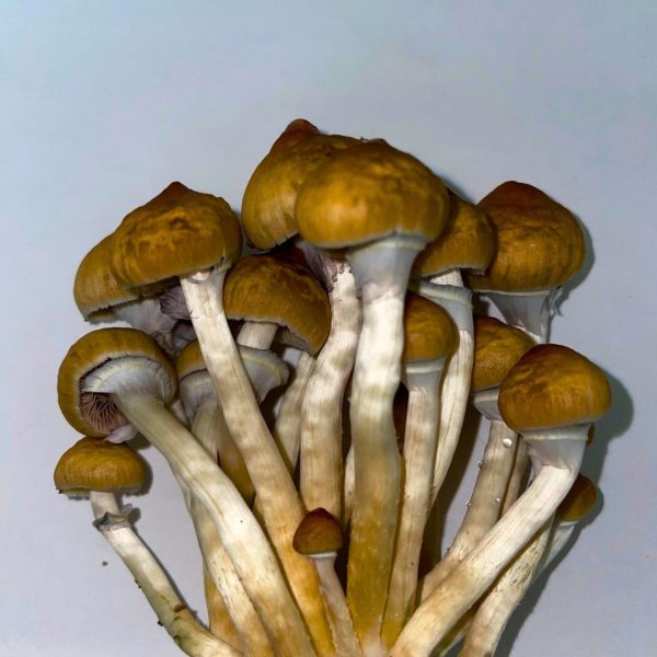 cluster of golden teacher mushrooms growing