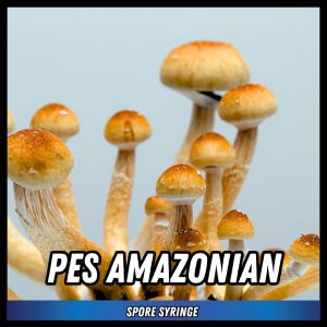 PES Amazonian Mushrooms grown from magic mushroom spores