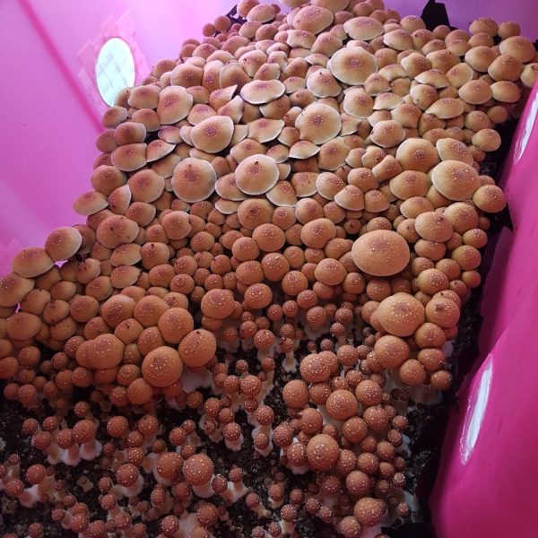 Many PE6 magic mushrooms growing from spores in a tub