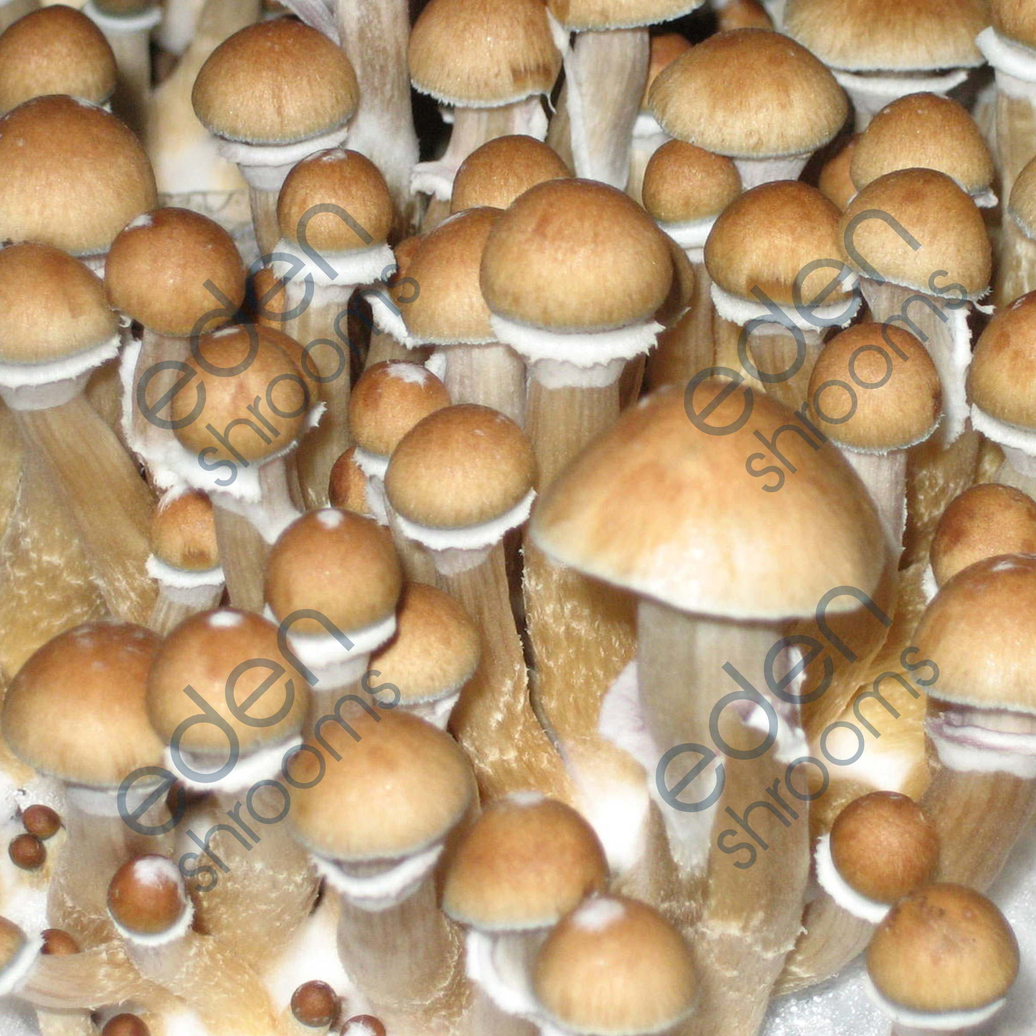 PES Hawaiian Spore Syringe (P. Cubensis) | Shop Now