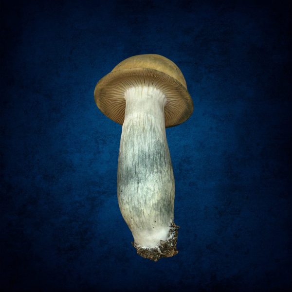 Penis Envy Mushroom With Blue Bruising