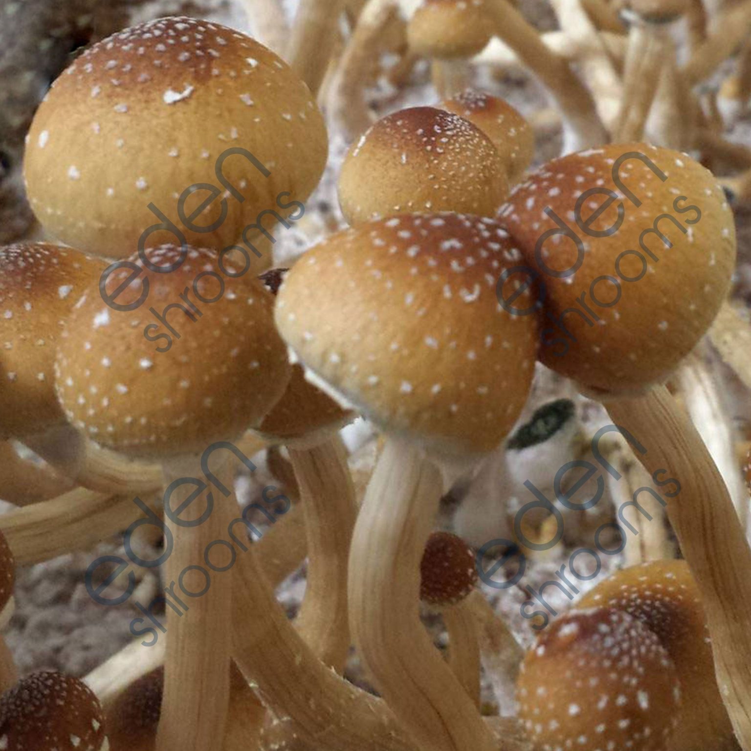 B+ Mushroom Spores (Psilocybin) | Shop Now