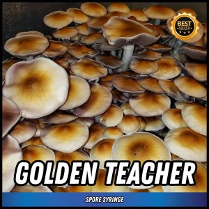 Golden teacher mushrooms grown from spores in a syringe