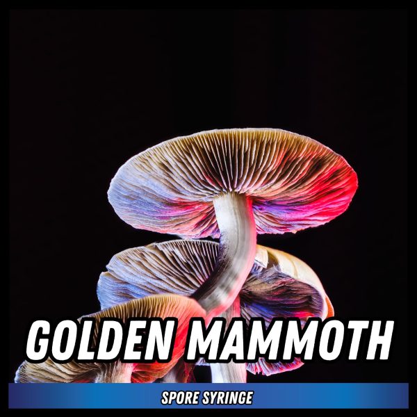 Golden mammoth mushrooms grown from spores