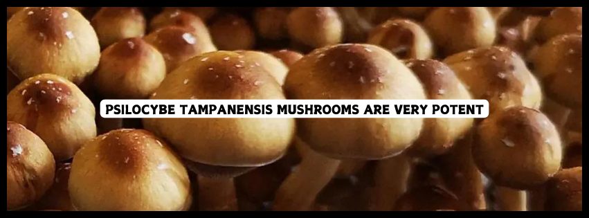 Psilocybe tampanensis mushrooms