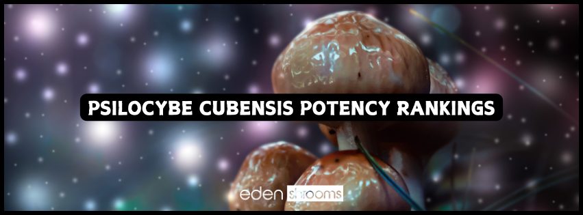 Psilocybe Cubensis mushrooms ranked by potency