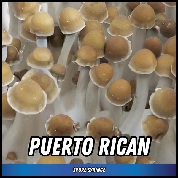 Puerto Rican mushrooms grown from magic mushroom spores in a syringe