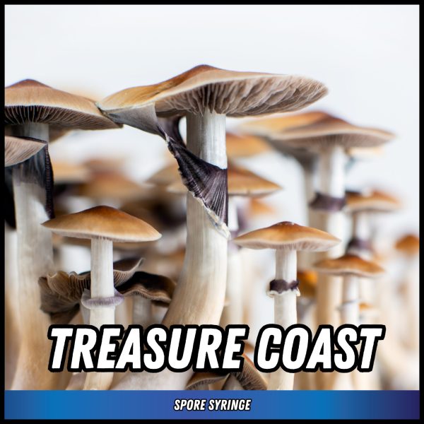 Treasure coast mushrooms grown from magic mushroom spores in a syringe