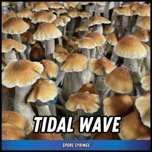 Tidal Wave Mushrooms Grown From Spore Syringe