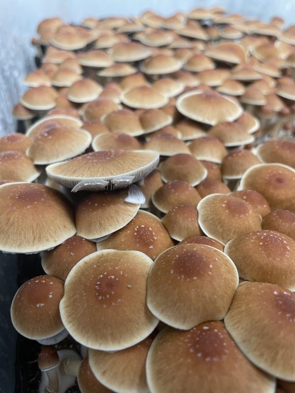 KSSS Mushrooms growing in monotub from psilocybe spores