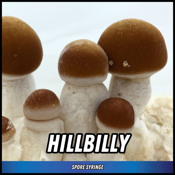 Hillbilly mushrooms grown from magic mushroom spores in a syringe