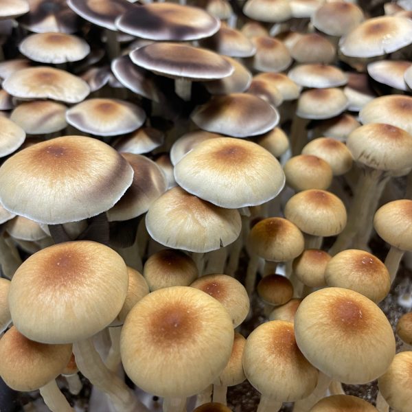 African Transkei mushrooms growing in monotub