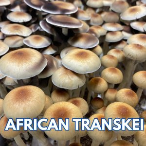 African Transkei Mushrooms Grown From Spores