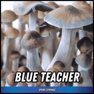 Blue teacher mushrooms grown from spores