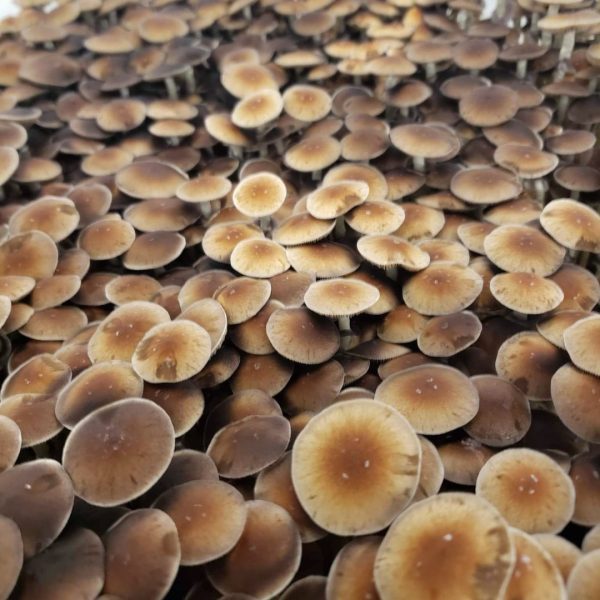 Menace Mushrooms growing in clusters with caps exposed