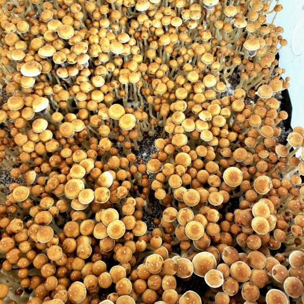 Menace Mushrooms growing from spores