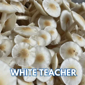 White Teacher Mushrooms Grown From Magic Mushroom Spores