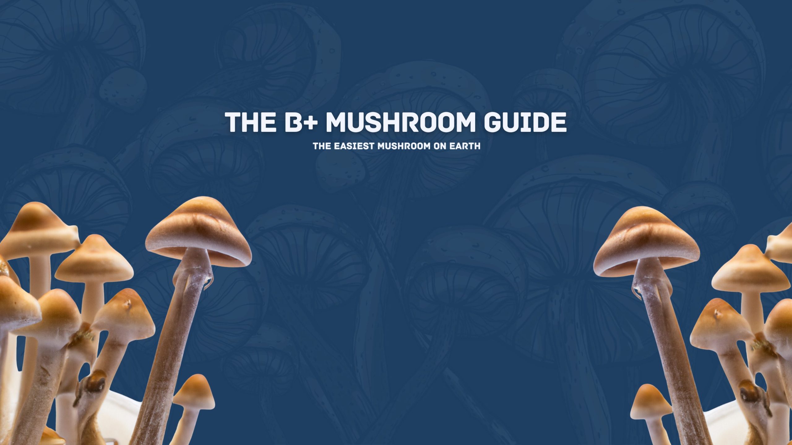 B+ Mushrooms Cover Photo For Guide