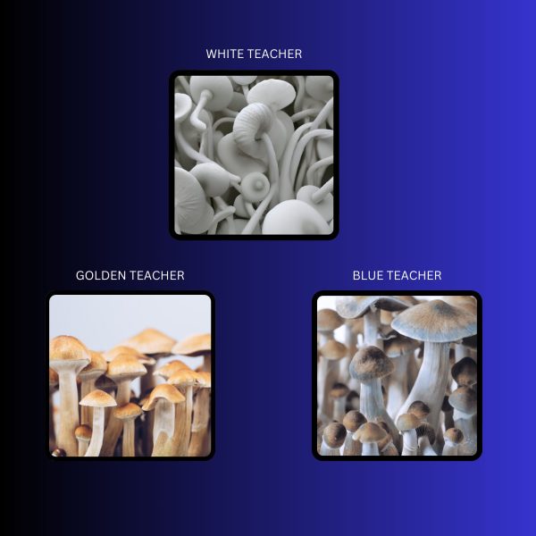 White teacher, blue teacher, and golden teacher mushrooms in one photo