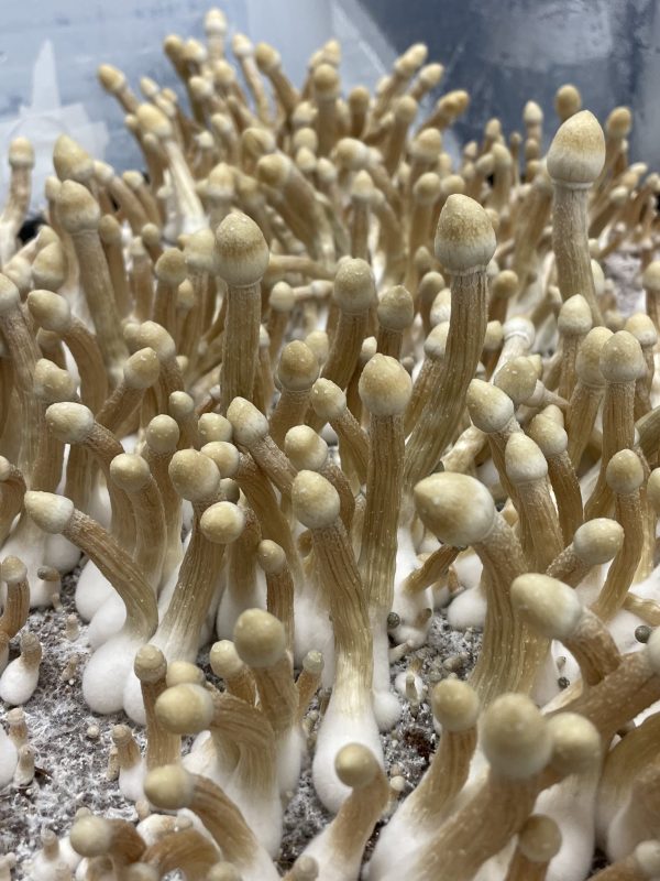 White teacher mushrooms starting to grow