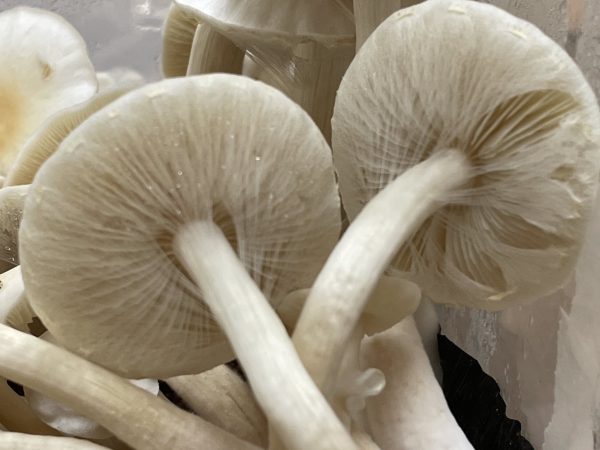 Underneath the cap of a white teacher mushroom