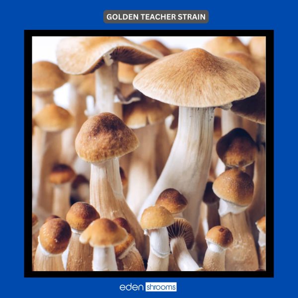 bulk Golden teacher mushrooms