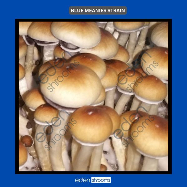 bulk Blue meanies mushrooms