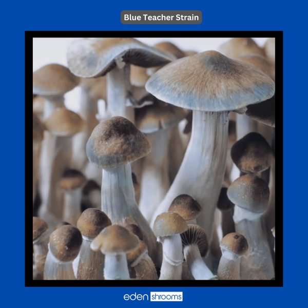 Blue Teacher Mushrooms For Bulk