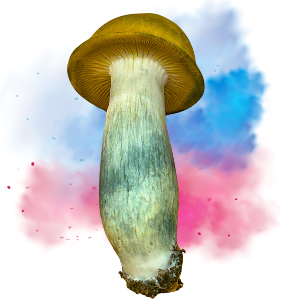 blue and red magic mushroom spores surrounding a psilocybe mushroom