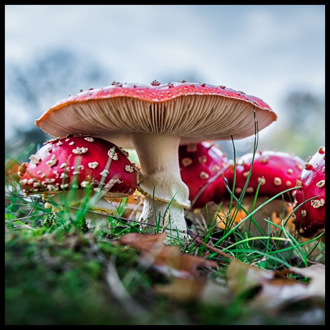 Amanita muscaria with bright red colors