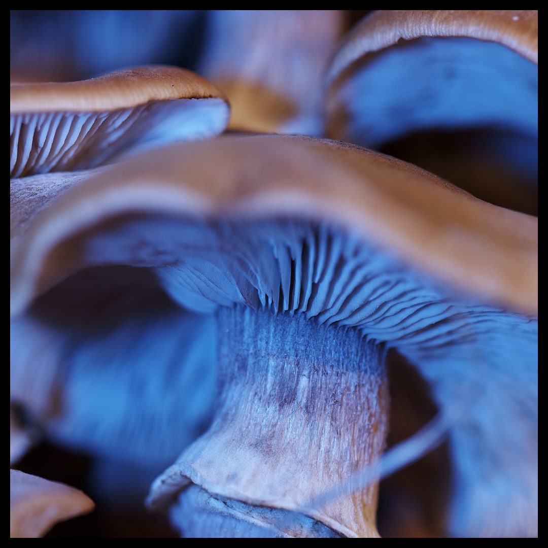 Psilocybe Mushrooms Bruised Blue