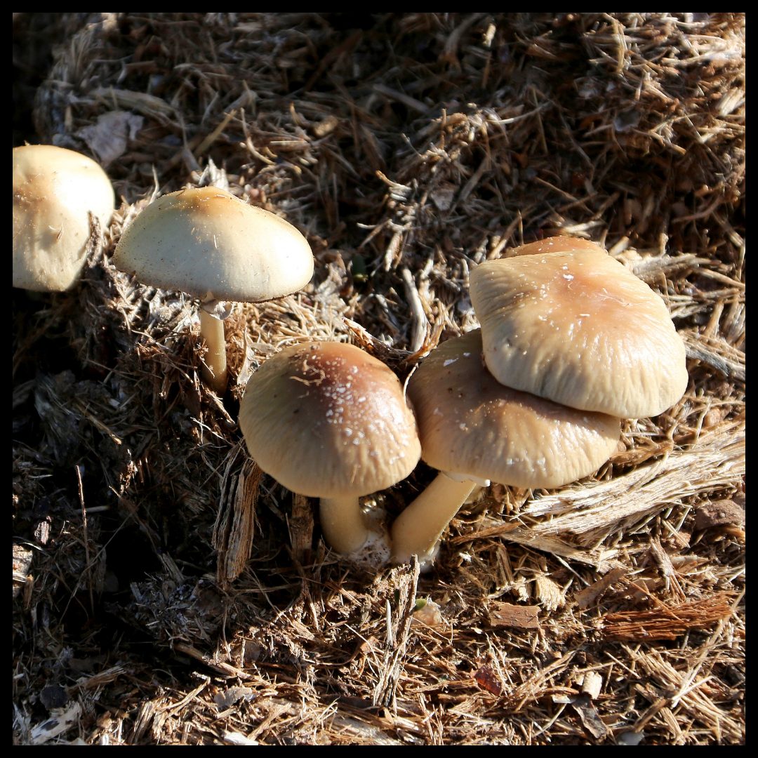 Psilocybe mushrooms growing in dung