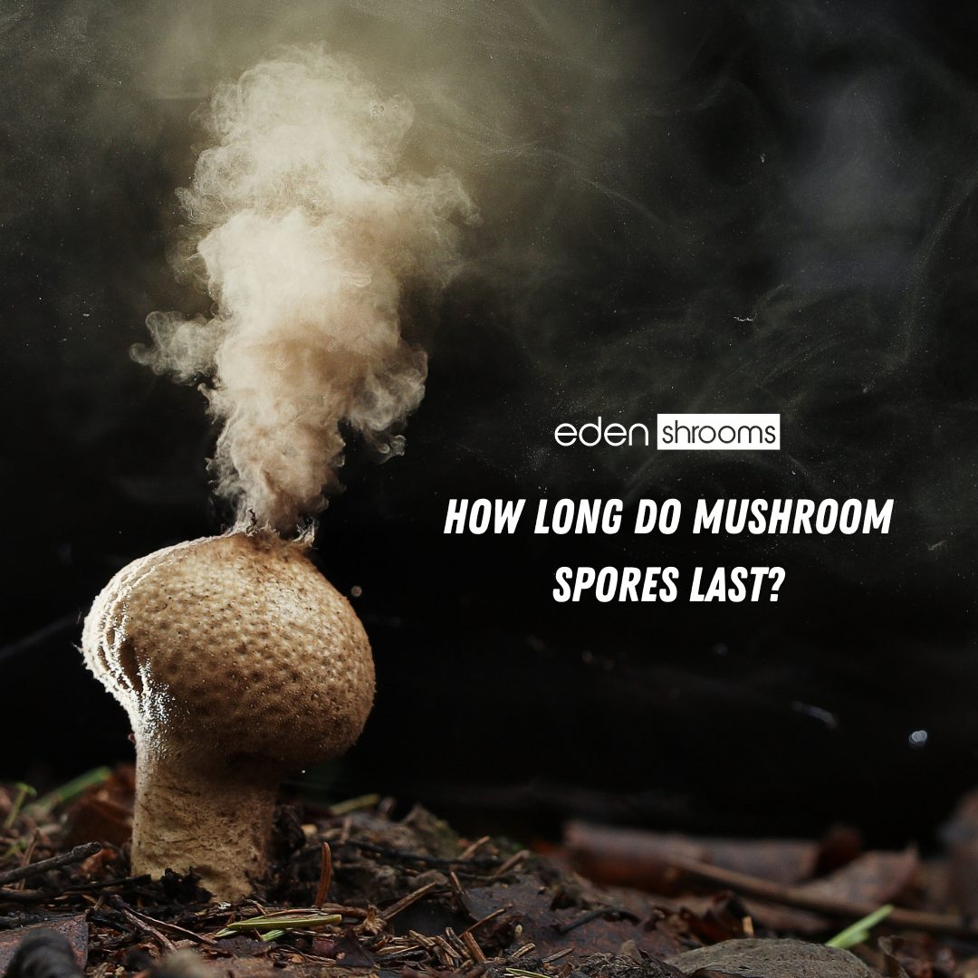 Mushrooms spores puffing from mushroom