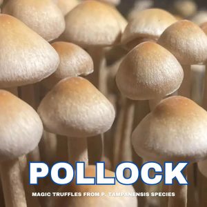 P. Tampanensis (pollock strain) mushrooms form magic truffle spores